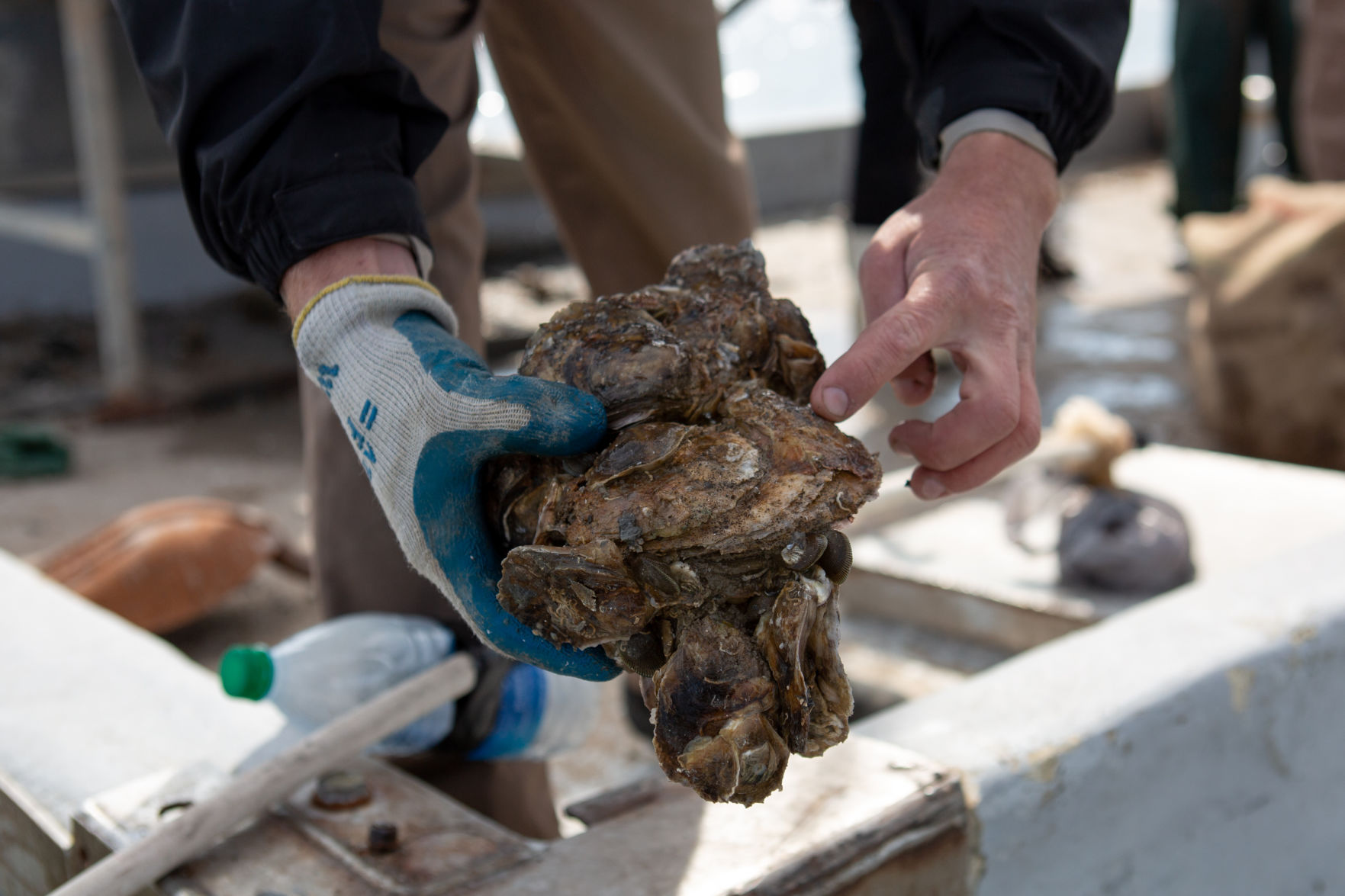 Oyster Season Opening Day